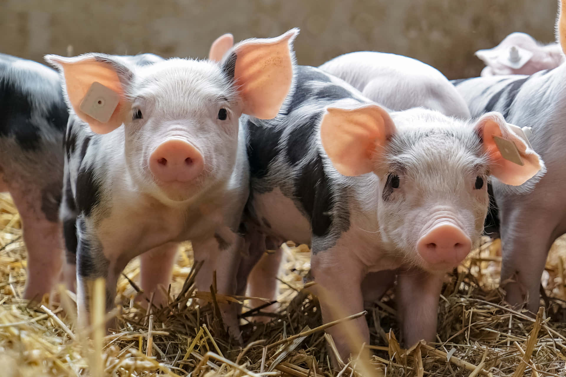 ANIMAL FARMING